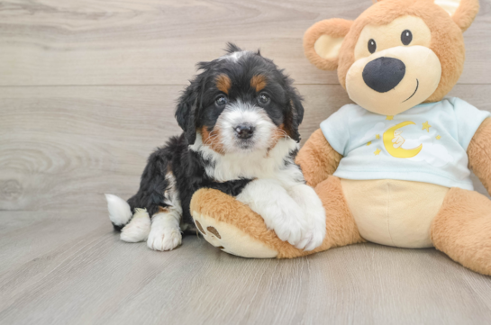 GROGU, a Mini Bernedoodle littermate