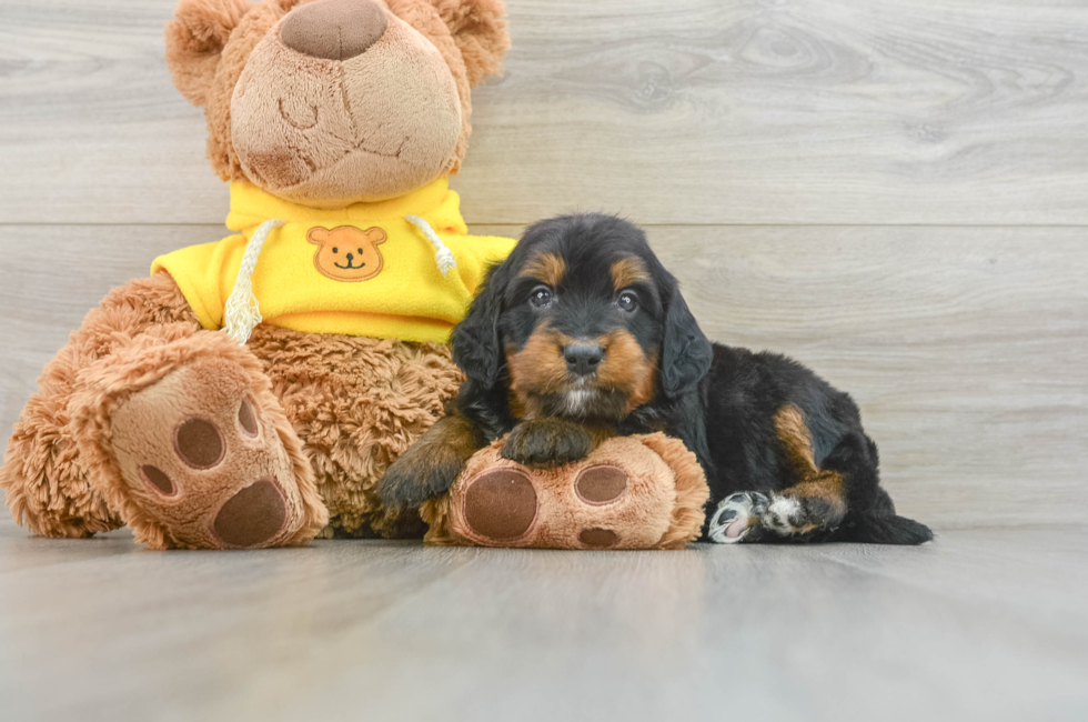 8 week old Mini Bernedoodle Puppy For Sale - Puppy Love PR