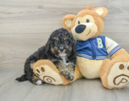 8 week old Mini Bernedoodle Puppy For Sale - Puppy Love PR