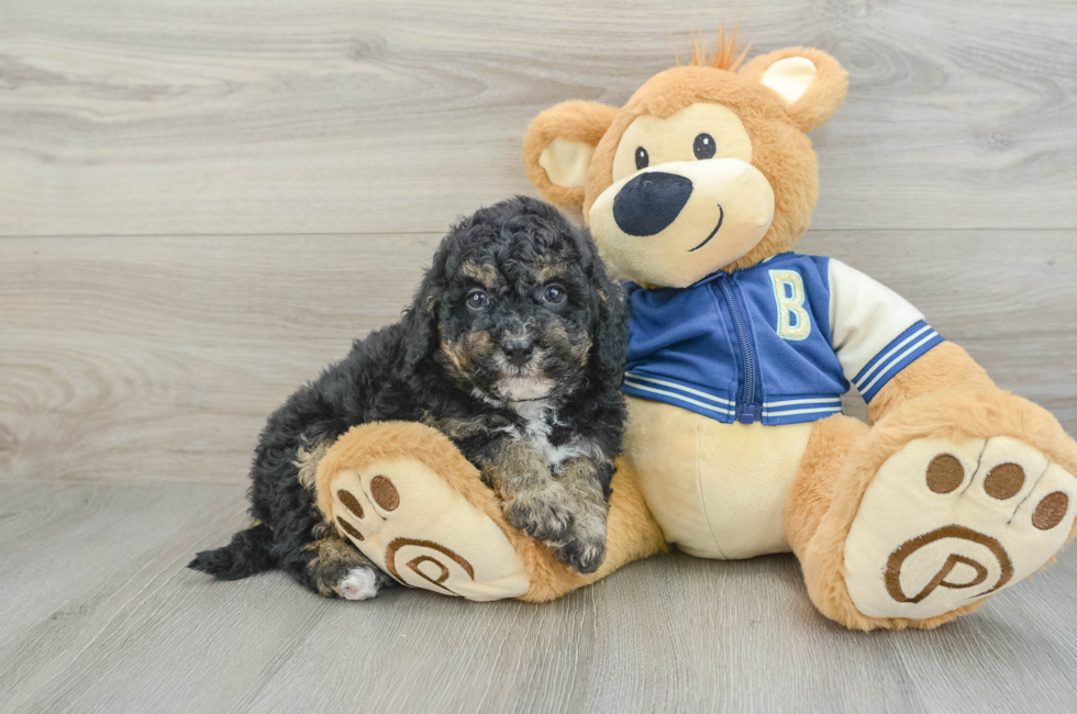 8 week old Mini Bernedoodle Puppy For Sale - Puppy Love PR