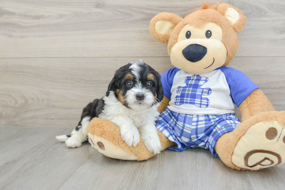 Happy Mini Bernedoodle Baby