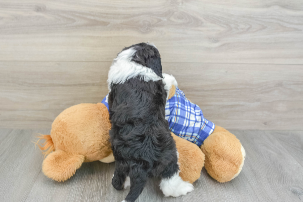 Playful Mini Bernesepoo Poodle Mix Puppy