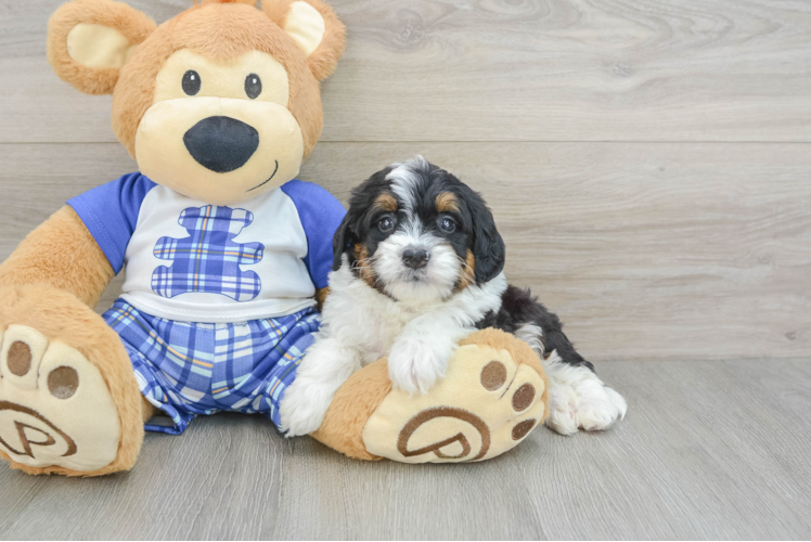 Small Mini Bernedoodle Baby