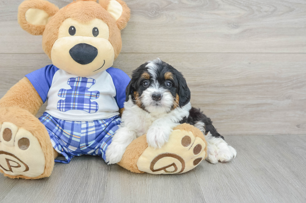 5 week old Mini Bernedoodle Puppy For Sale - Puppy Love PR