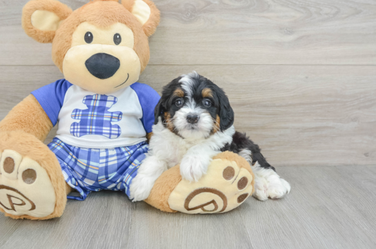 Small Mini Bernedoodle Baby