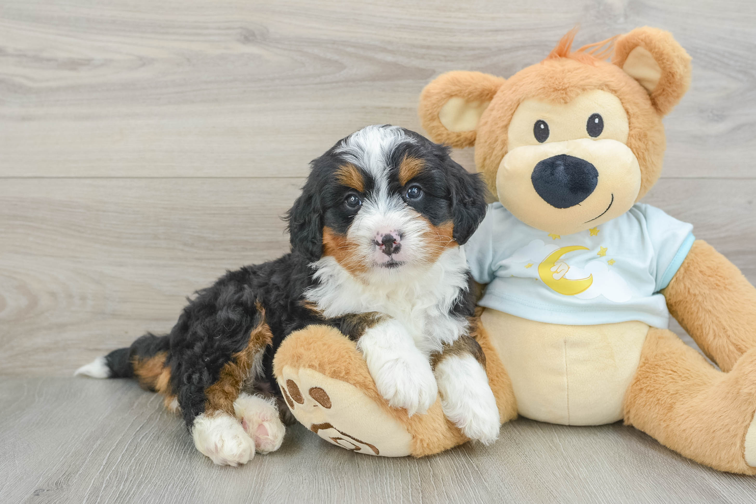 Little Mini Bernese Poodle Poodle Mix Puppy