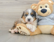 8 week old Mini Bernedoodle Puppy For Sale - Puppy Love PR