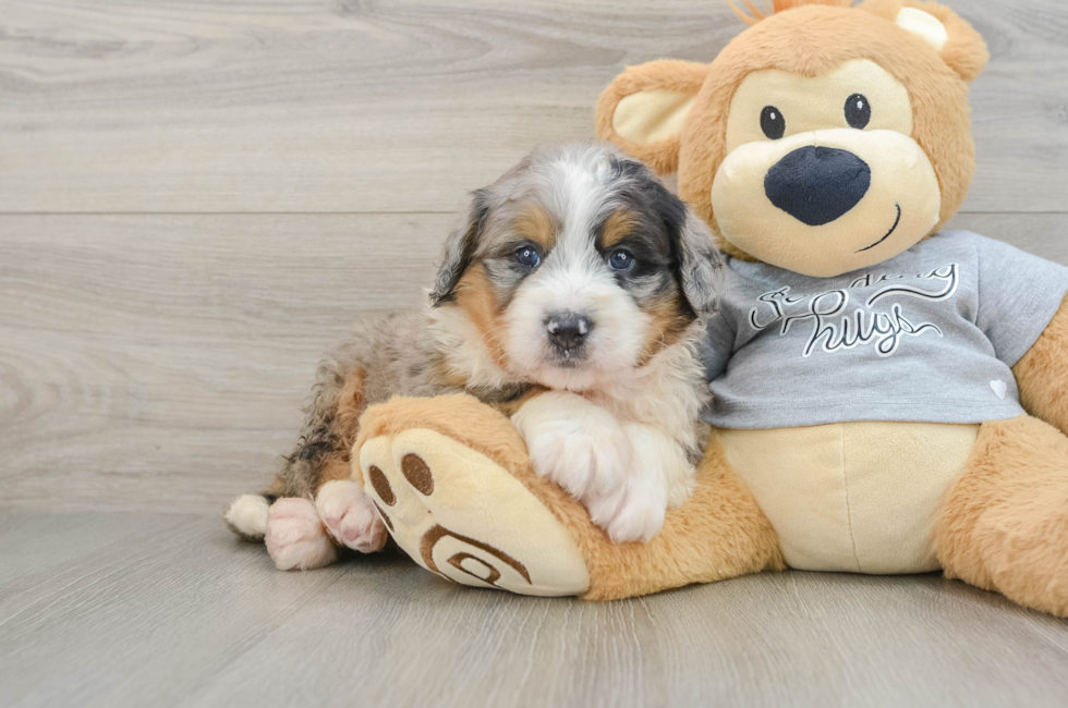 5 week old Mini Bernedoodle Puppy For Sale - Puppy Love PR