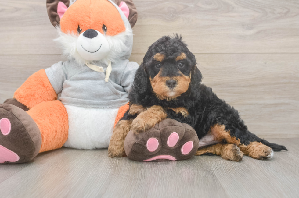 5 week old Mini Bernedoodle Puppy For Sale - Puppy Love PR