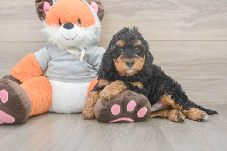 Meet Groot - our Mini Bernedoodle Puppy Photo 1/3 - Puppy Love PR Best Mini Bernedoodle Baby