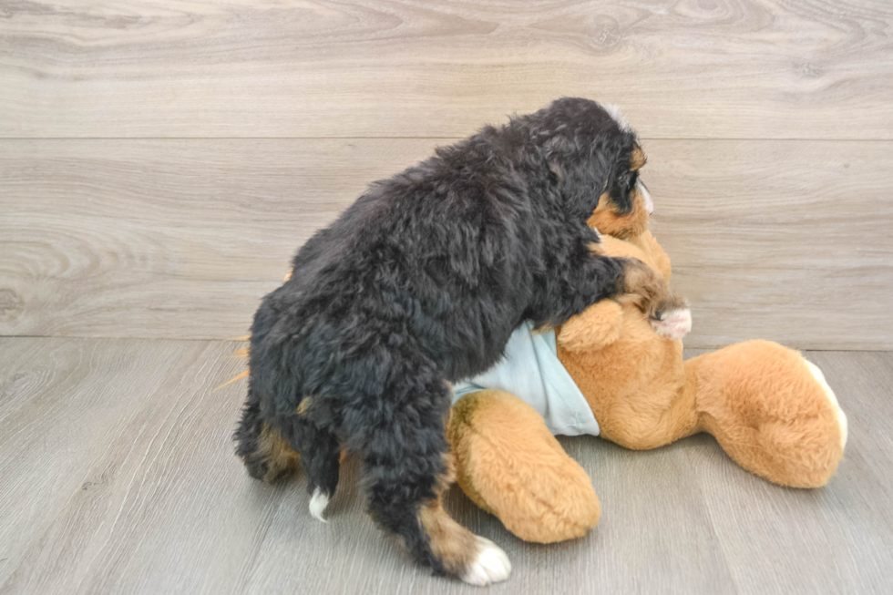Cute Mini Bernedoodle Baby
