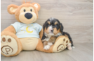 Little Mini Bernadoodle Poodle Mix Puppy