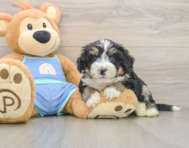 7 week old Mini Bernedoodle Puppy For Sale - Puppy Love PR