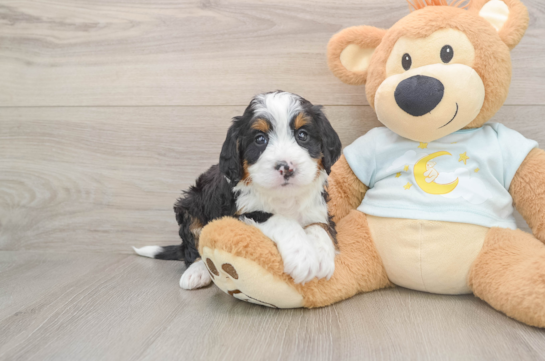 GROOT, a Mini Bernedoodle littermate
