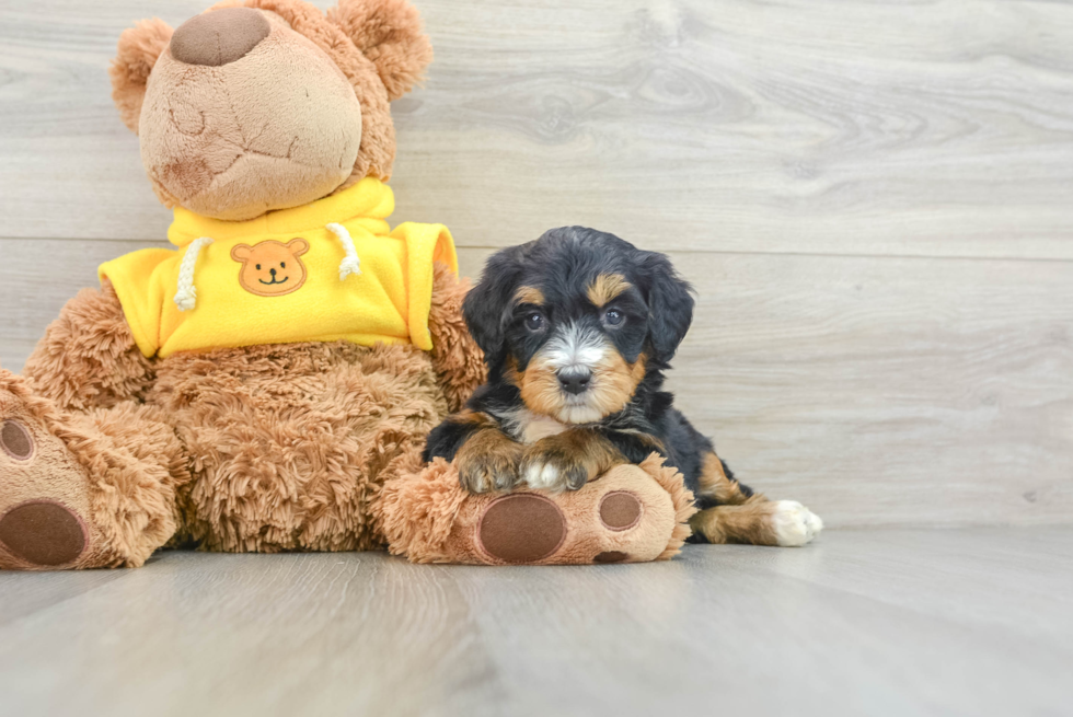 Mini Bernedoodle Pup Being Cute