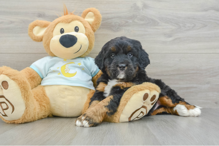 Meet Guac - our Mini Bernedoodle Puppy Photo 1/3 - Puppy Love PR Best Mini Bernedoodle Baby