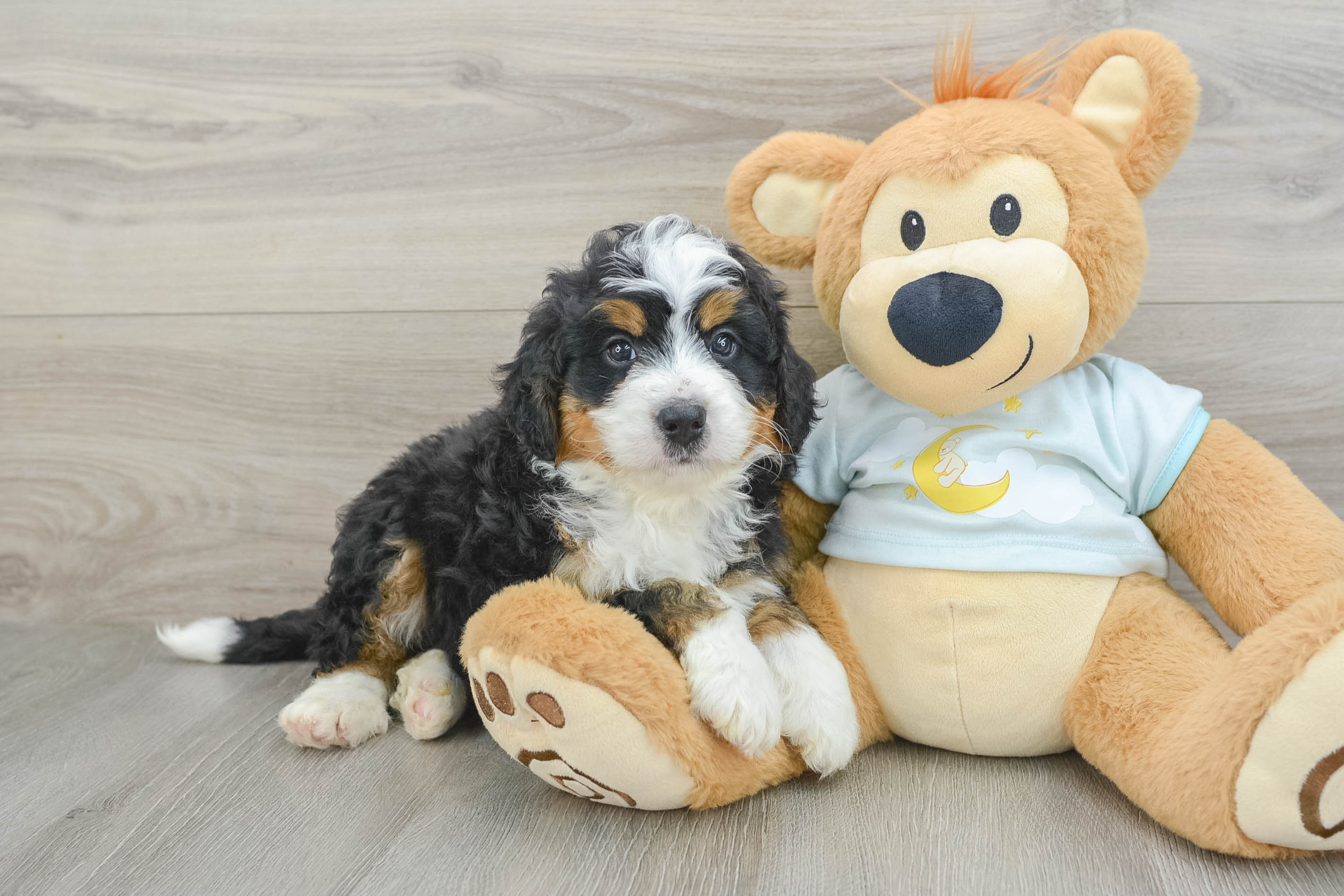 Mini Bernedoodle Pup Being Cute