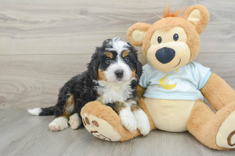 6 week old Mini Bernedoodle Puppy For Sale - Puppy Love PR
