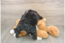 Mini Bernedoodle Puppy for Adoption