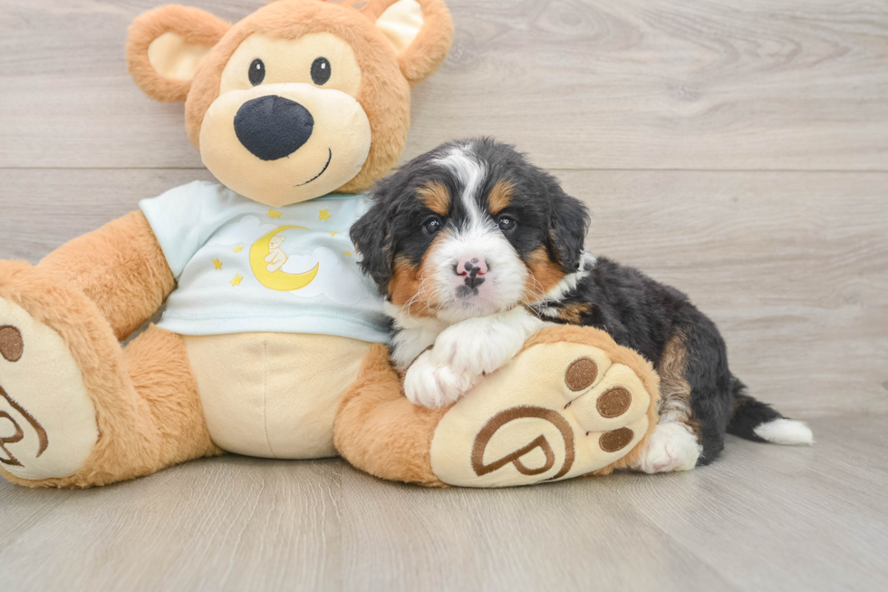 Hypoallergenic Mini Bernese Poodle Poodle Mix Puppy