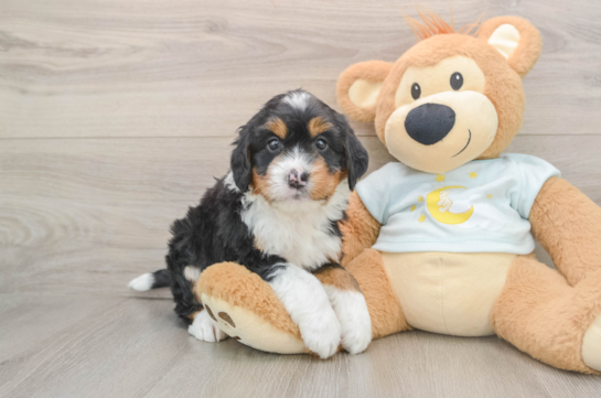 GUAC, a Mini Bernedoodle littermate