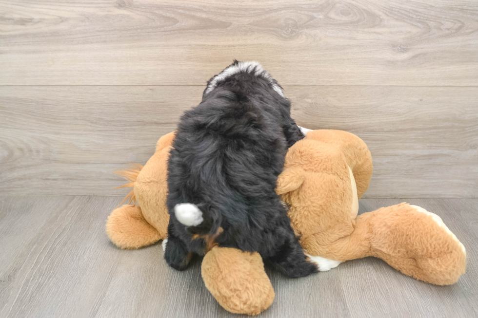Smart Mini Bernedoodle Poodle Mix Pup