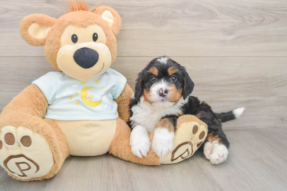 Playful Mini Bernadoodle Poodle Mix Puppy