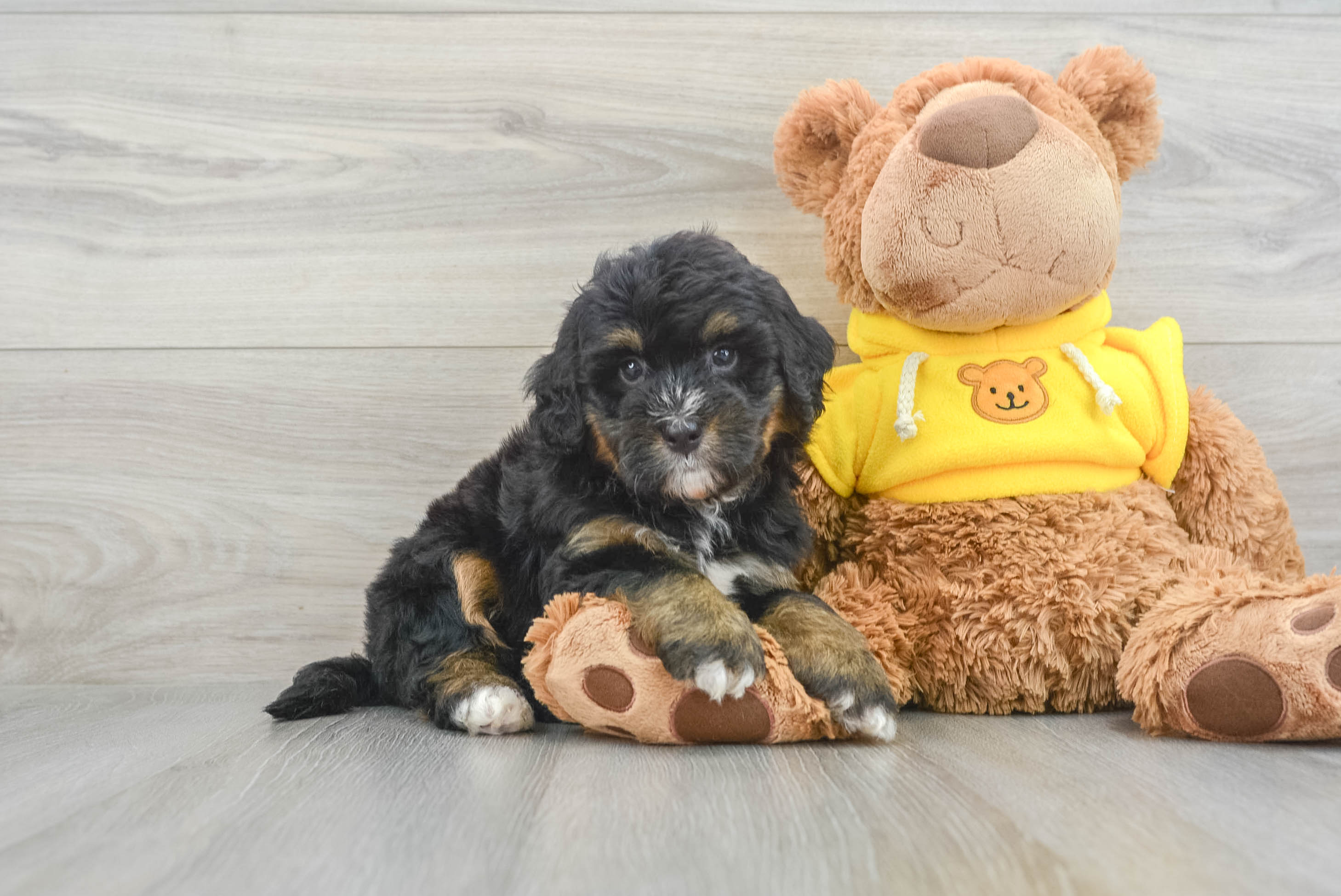 Adorable Mini Berniedoodle Poodle Mix Puppy
