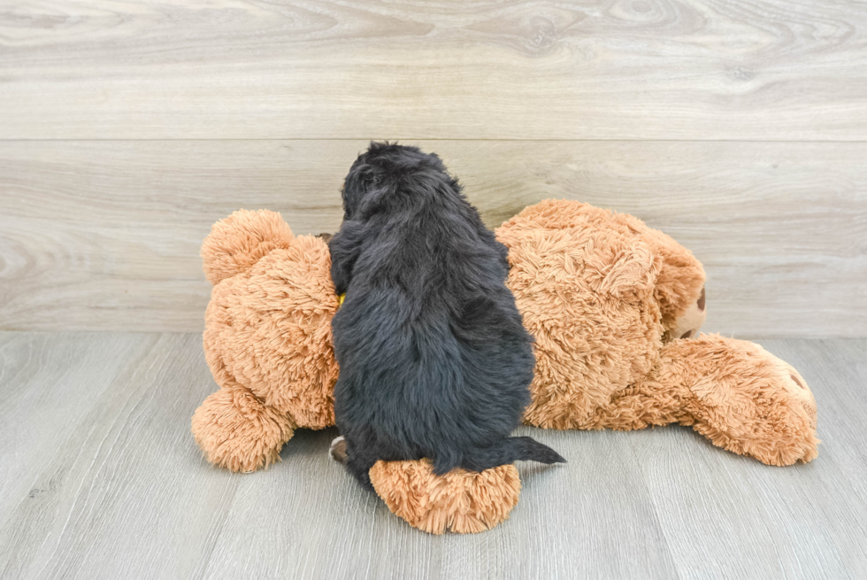 Mini Bernedoodle Puppy for Adoption