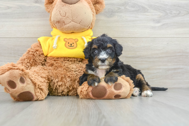 Meet Guacamole - our Mini Bernedoodle Puppy Photo 1/3 - Puppy Love PR Mini Bernedoodle Pup Being Cute