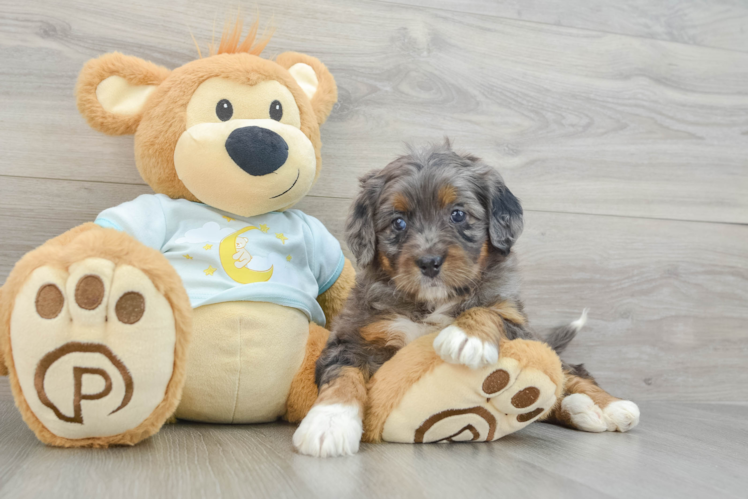 Fluffy Mini Bernedoodle Poodle Mix Pup