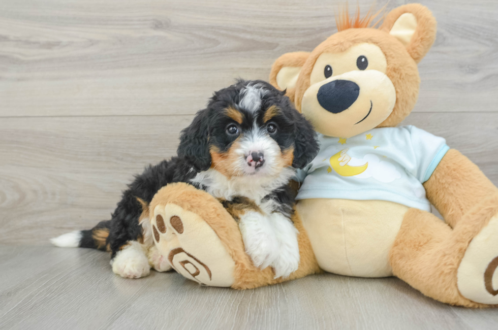 6 week old Mini Bernedoodle Puppy For Sale - Puppy Love PR