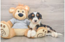 Mini Bernedoodle Puppy for Adoption