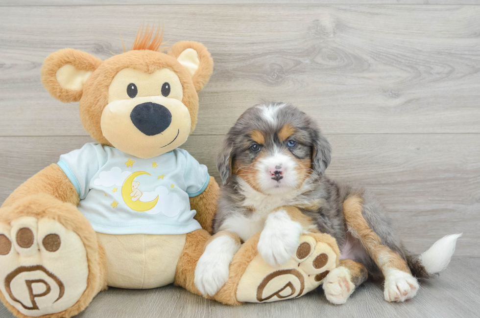 5 week old Mini Bernedoodle Puppy For Sale - Puppy Love PR