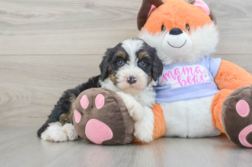 7 week old Mini Bernedoodle Puppy For Sale - Puppy Love PR