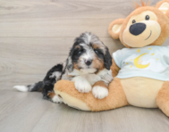 7 week old Mini Bernedoodle Puppy For Sale - Puppy Love PR