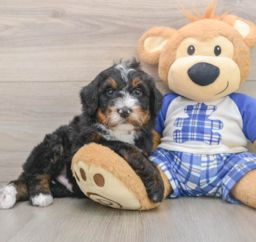 7 week old Mini Bernedoodle Puppy For Sale - Puppy Love PR