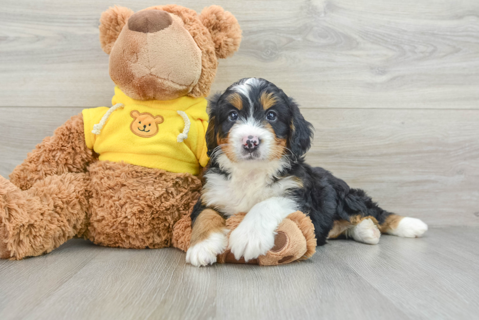 Happy Mini Bernedoodle Baby