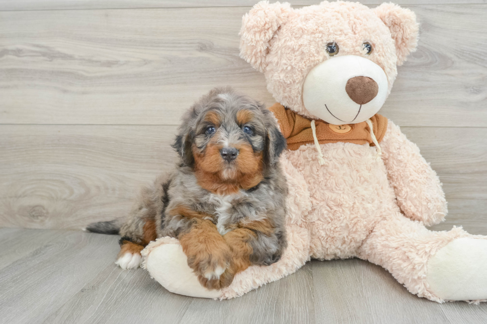 Hypoallergenic Mini Bernadoodle Poodle Mix Puppy