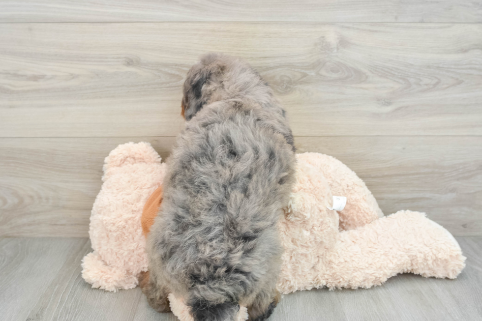 Happy Mini Bernedoodle Baby