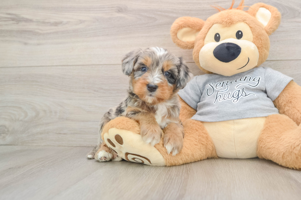 Funny Mini Bernedoodle Poodle Mix Pup