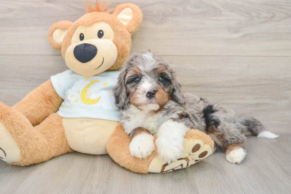 Energetic Mini Bernadoodle Poodle Mix Puppy
