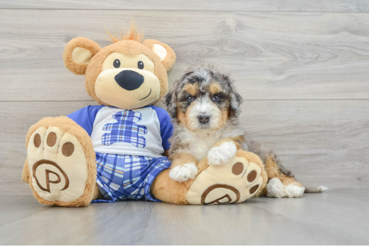 Smart Mini Bernedoodle Poodle Mix Pup