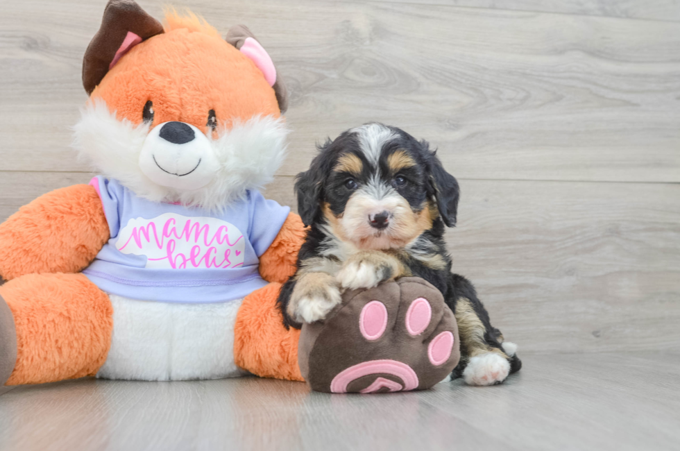 6 week old Mini Bernedoodle Puppy For Sale - Puppy Love PR