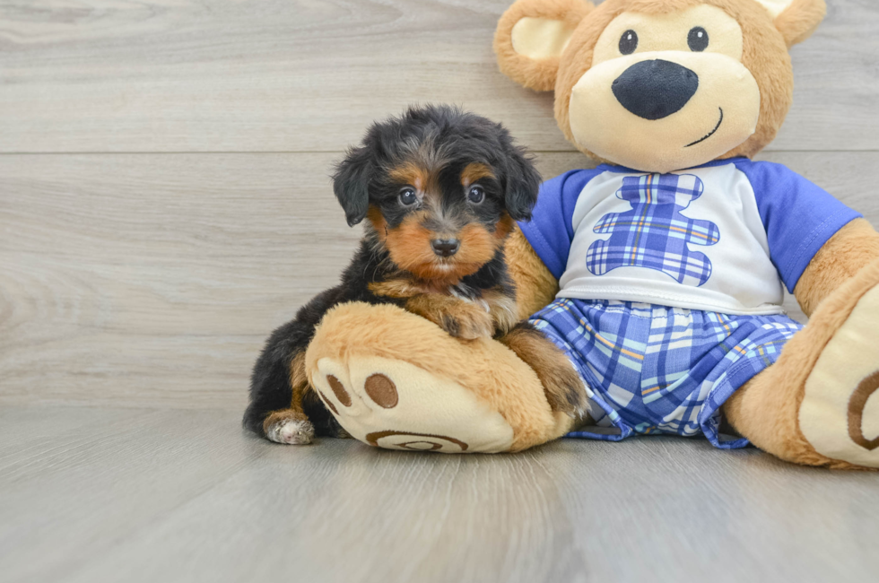 7 week old Mini Bernedoodle Puppy For Sale - Puppy Love PR