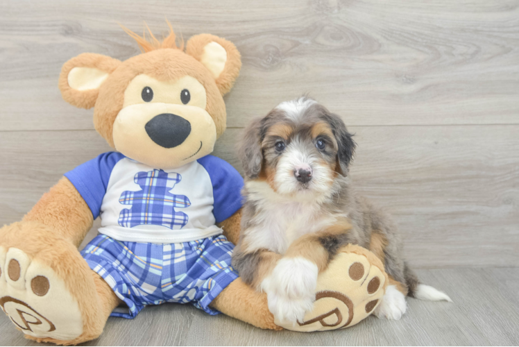 Best Mini Bernedoodle Baby