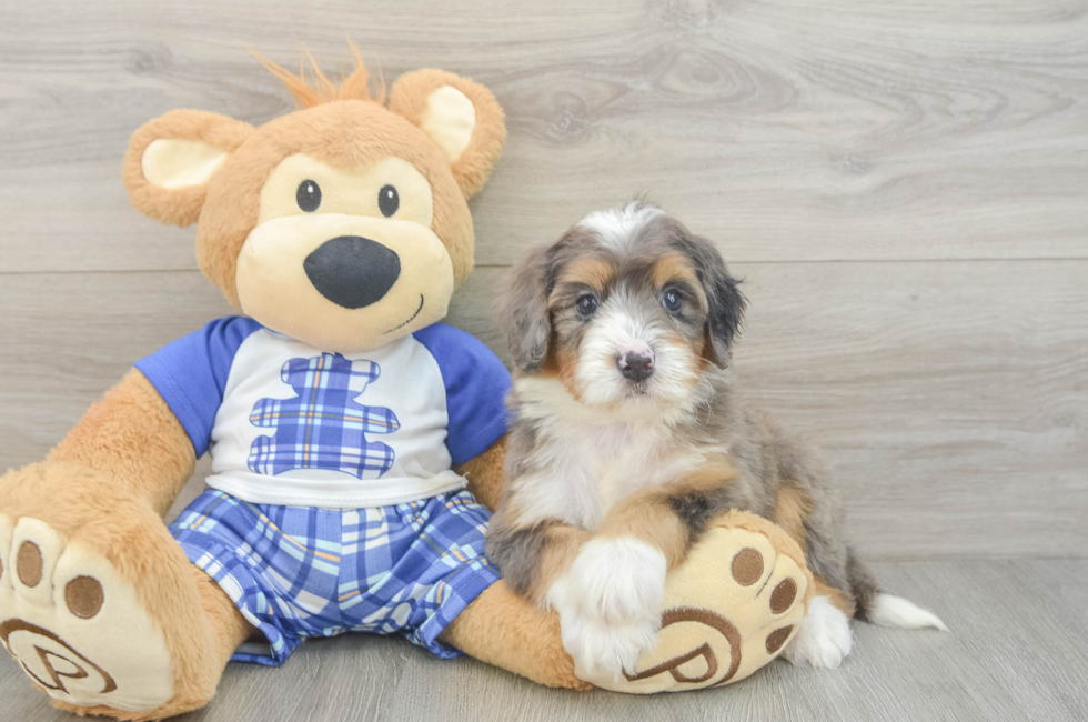 5 week old Mini Bernedoodle Puppy For Sale - Puppy Love PR