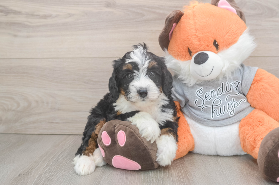 7 week old Mini Bernedoodle Puppy For Sale - Puppy Love PR