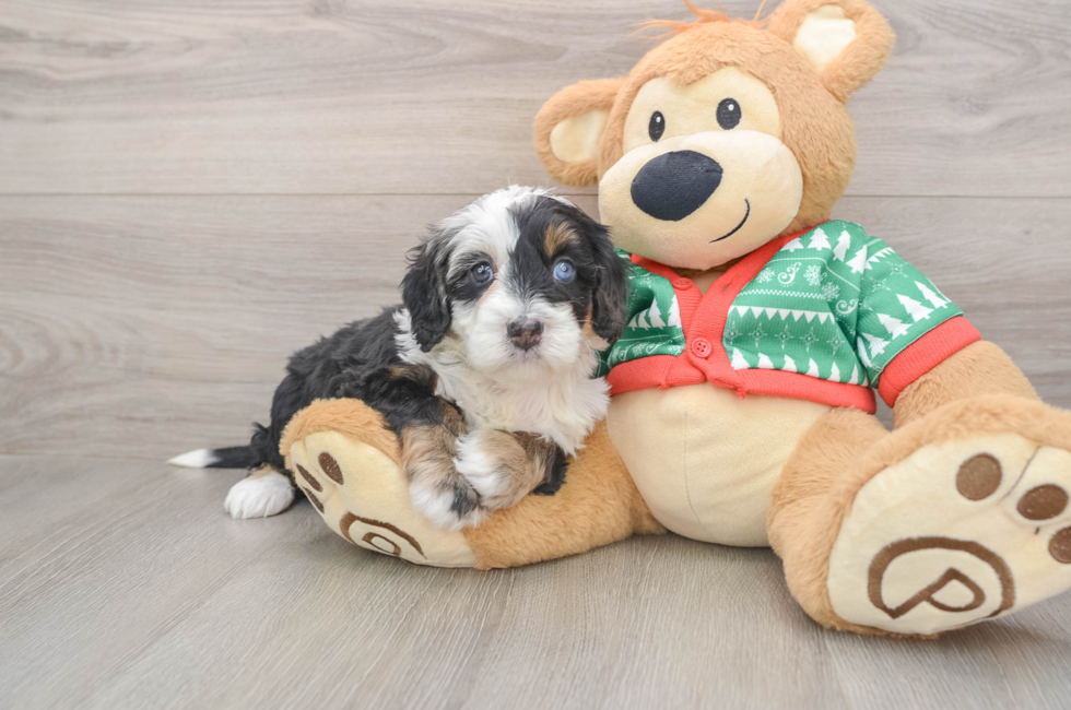 5 week old Mini Bernedoodle Puppy For Sale - Puppy Love PR