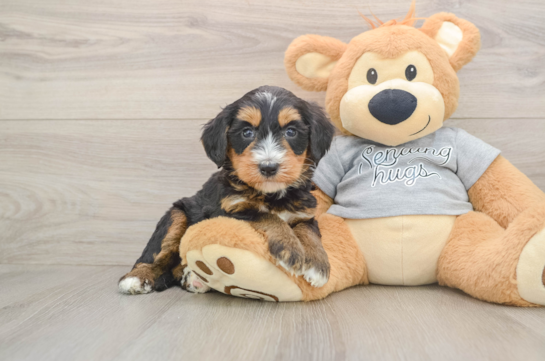 Funny Mini Bernedoodle Poodle Mix Pup